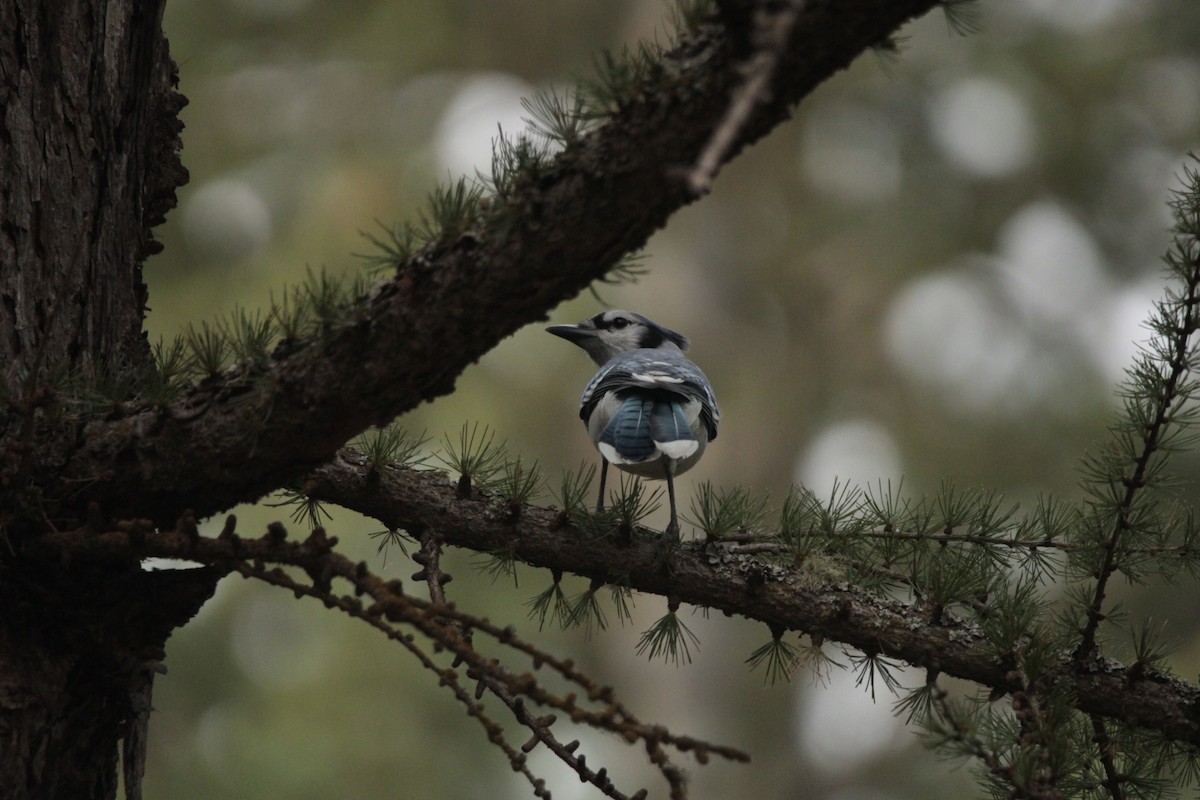 Blue Jay - ML483680831