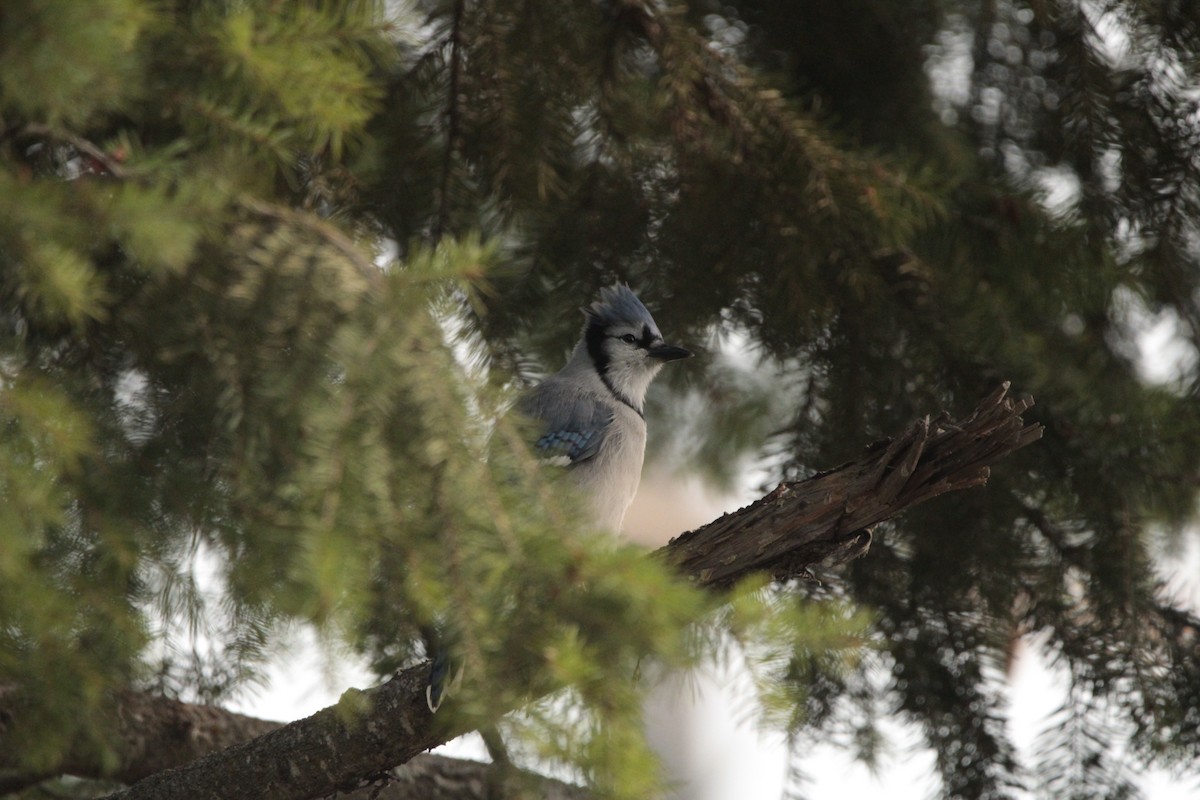 Blue Jay - ML483680841