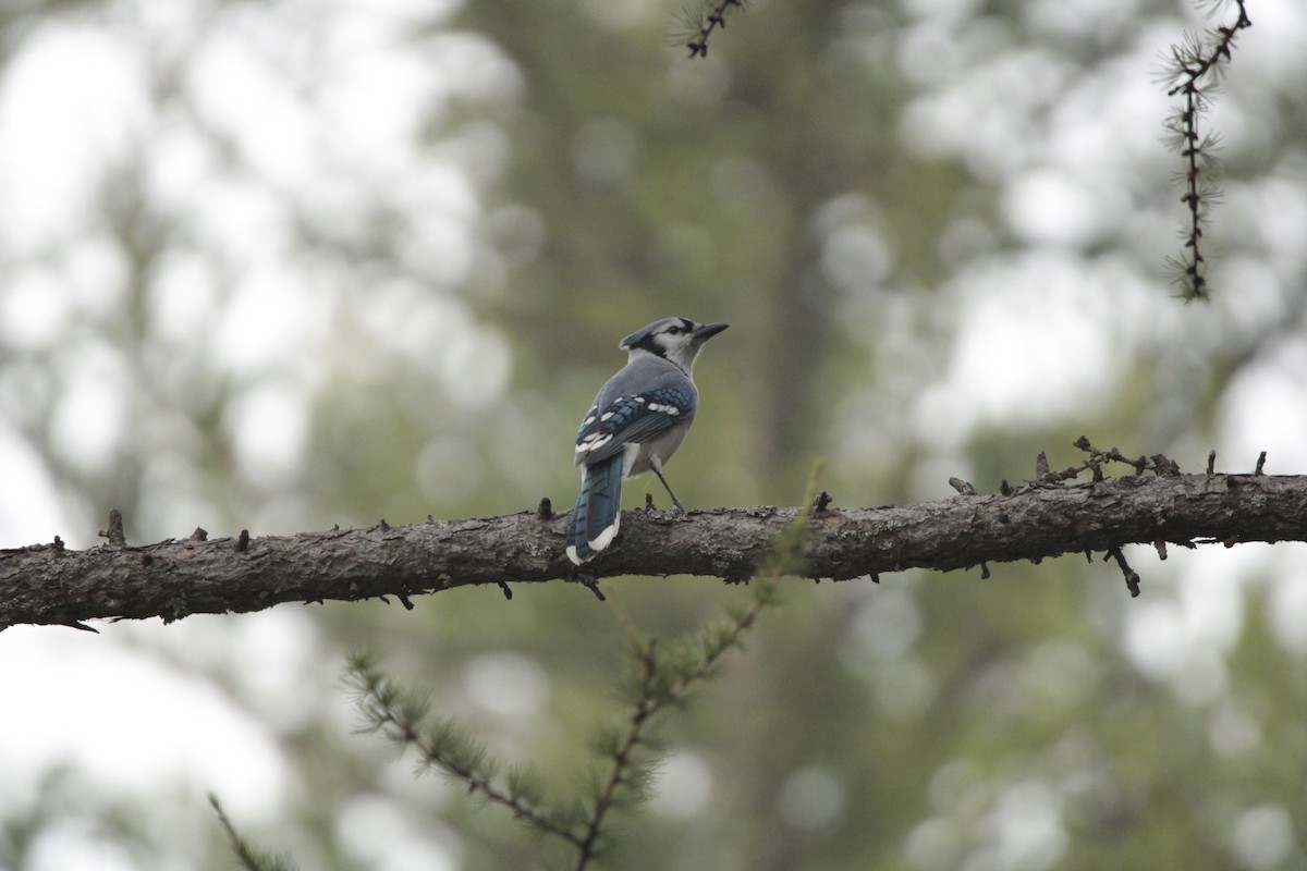 Blue Jay - ML483680851