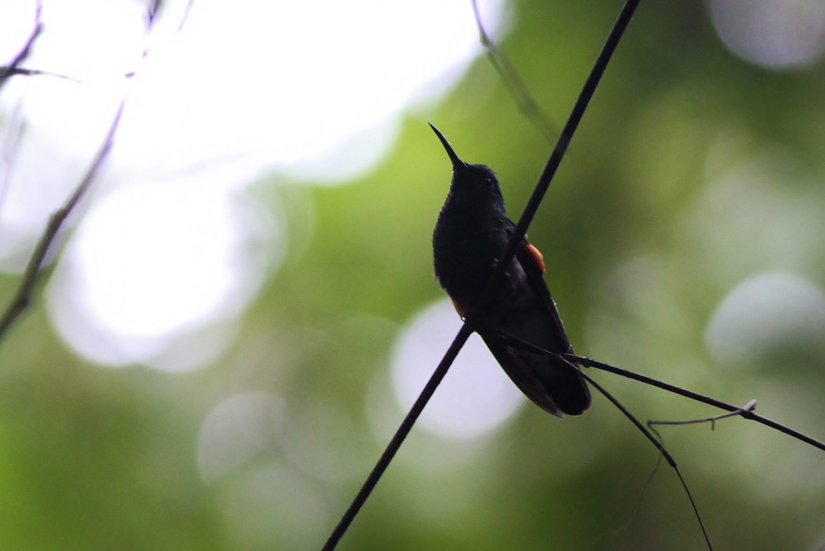 Stripe-tailed Hummingbird - Alex Lamoreaux