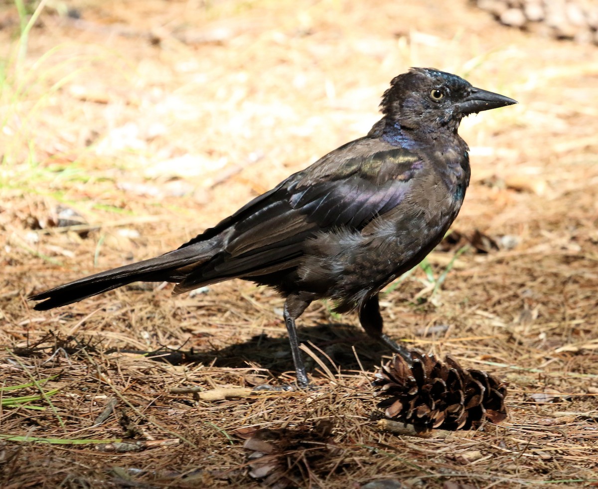 Common Grackle - ML483681261