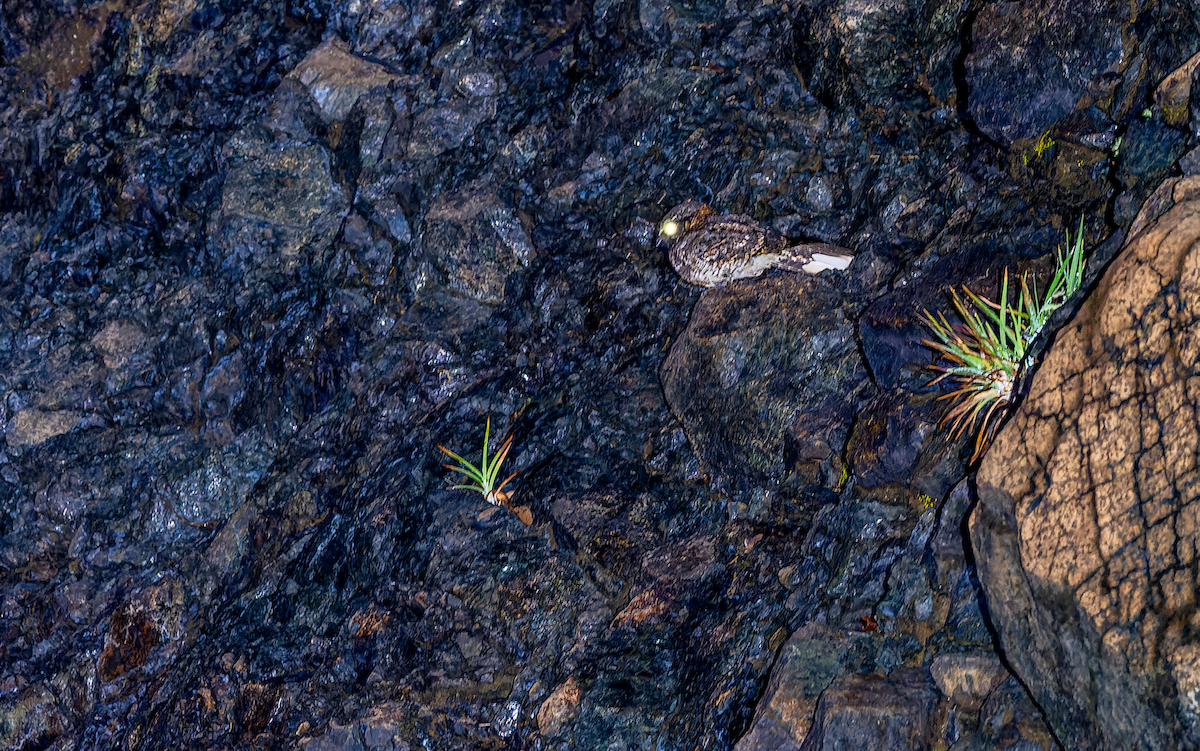 Buff-collared Nightjar - ML483682501