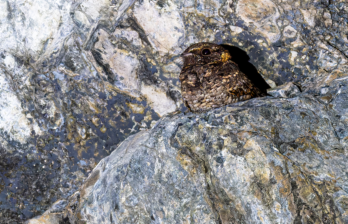 Buff-collared Nightjar - Gerald Pereira Castillo