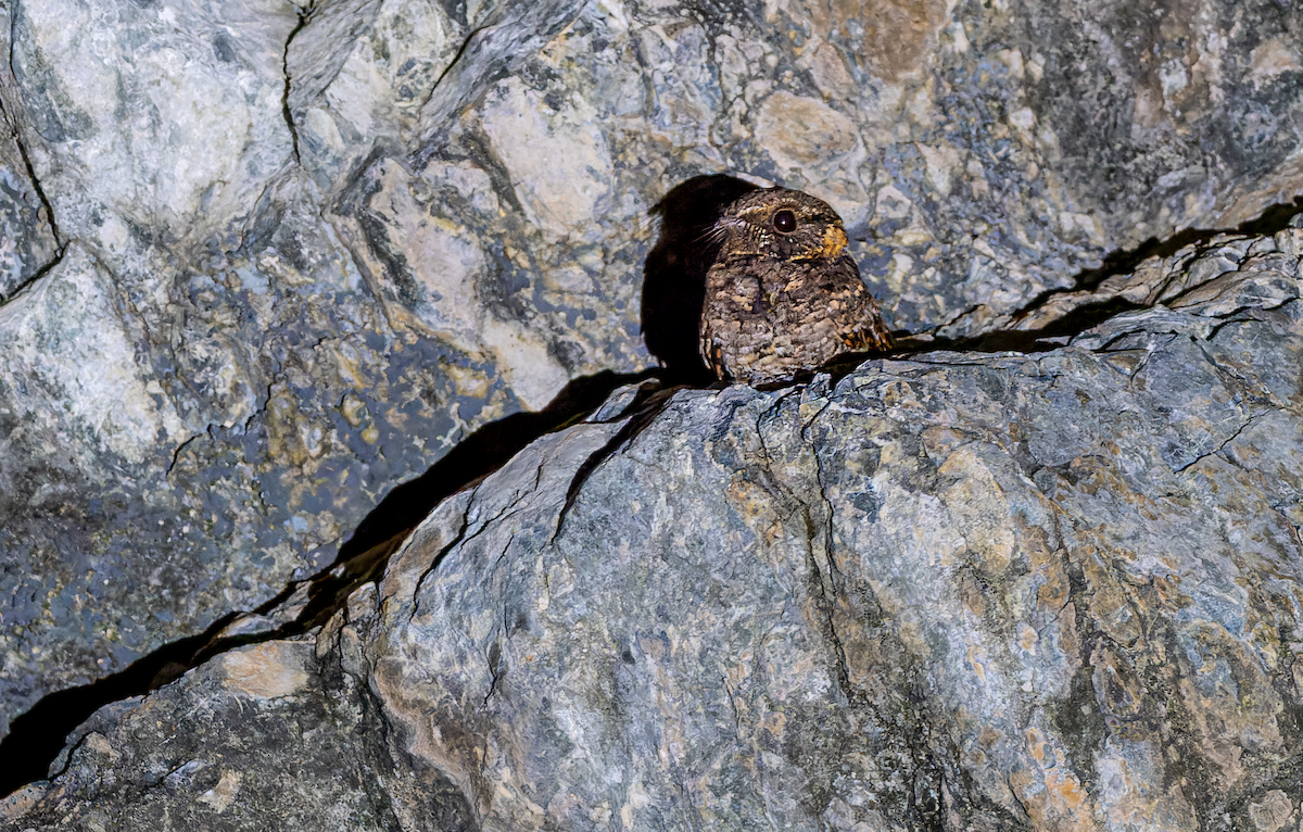 Buff-collared Nightjar - Gerald Pereira Castillo