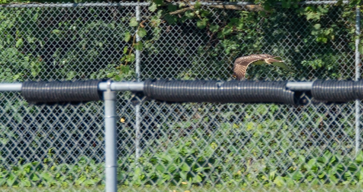 Red-tailed Hawk - ML483682561