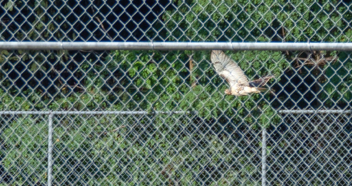 Red-tailed Hawk - ML483682571