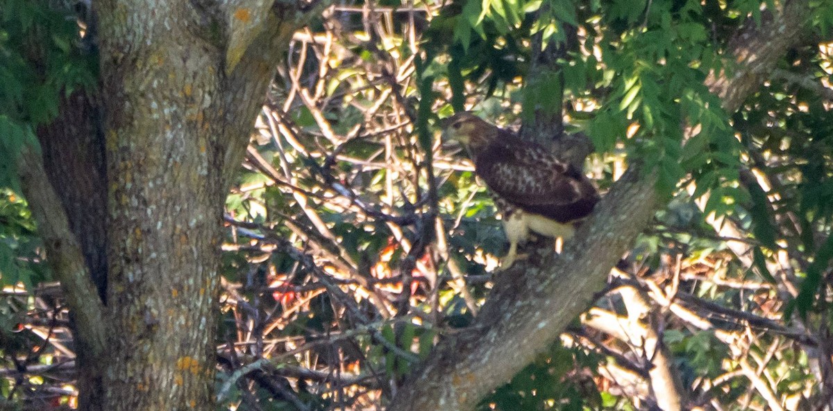 Red-tailed Hawk - ML483682581