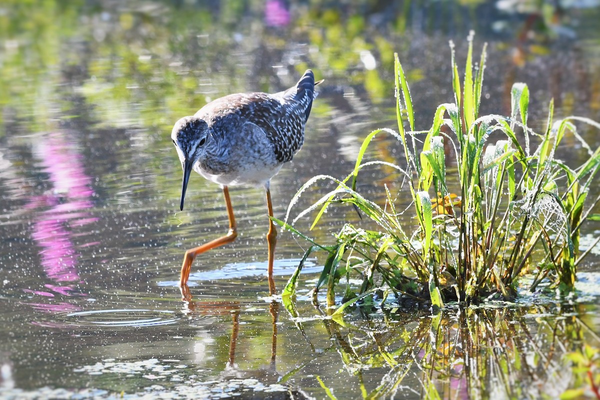 Lesser Yellowlegs - Paul Nale