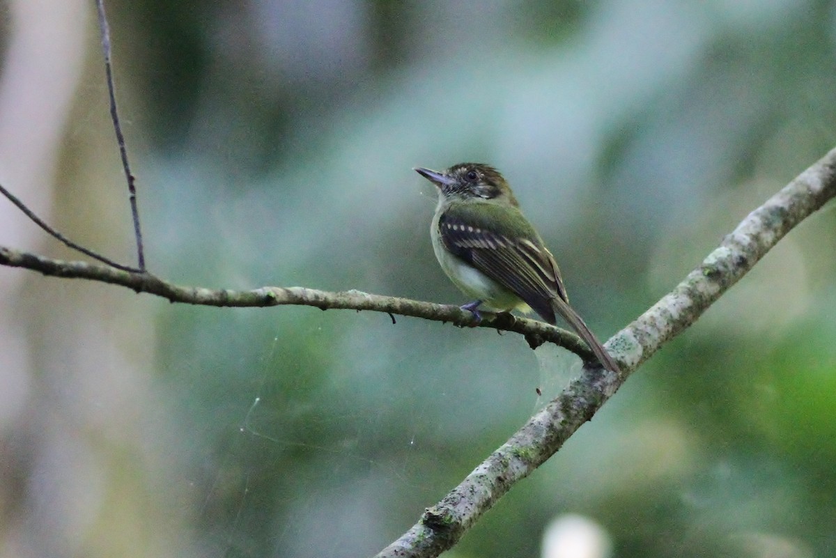 Sepia-capped Flycatcher - ML48368331