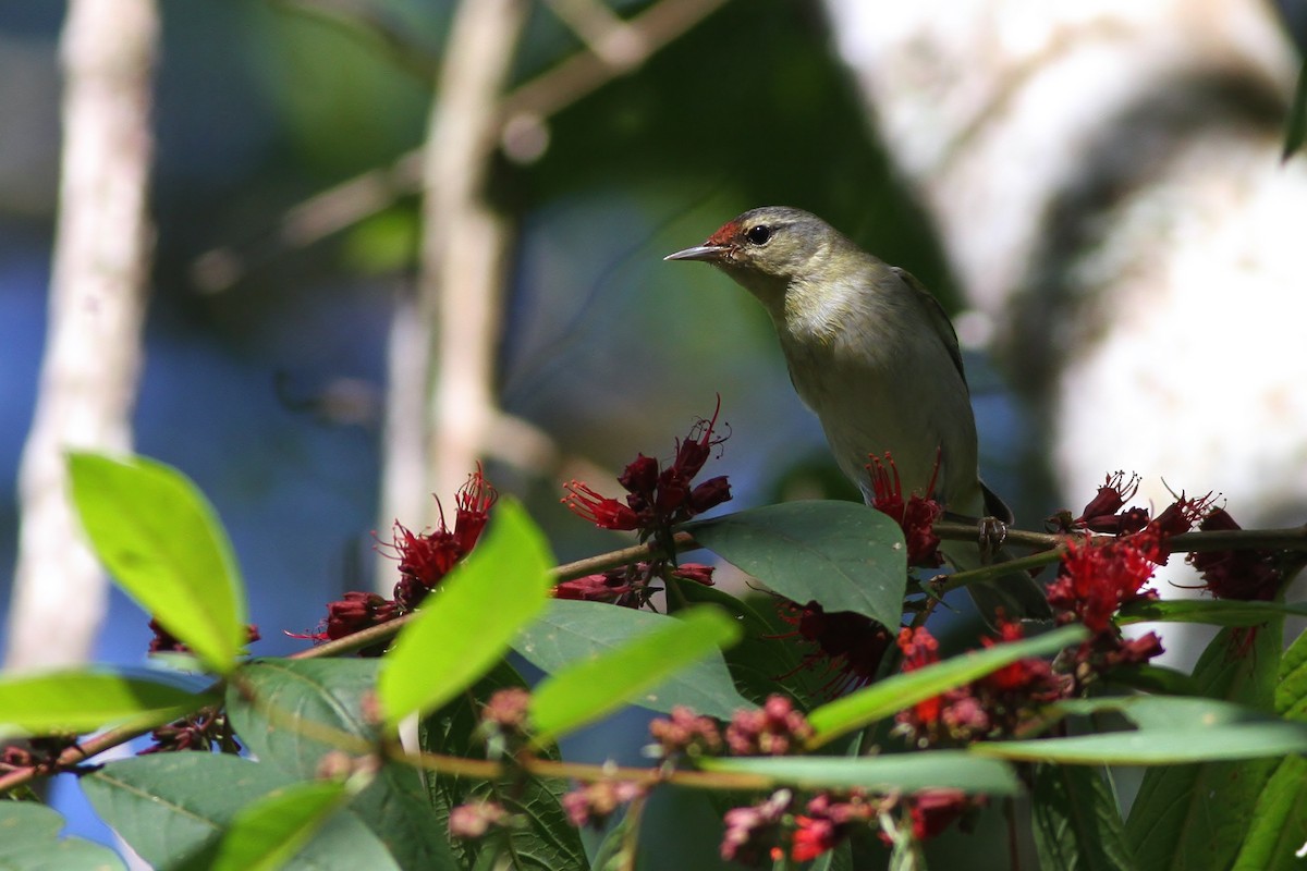 Tennessee Warbler - ML48368391