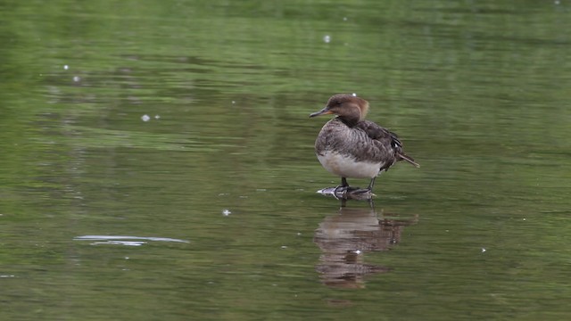 Hooded Merganser - ML483684