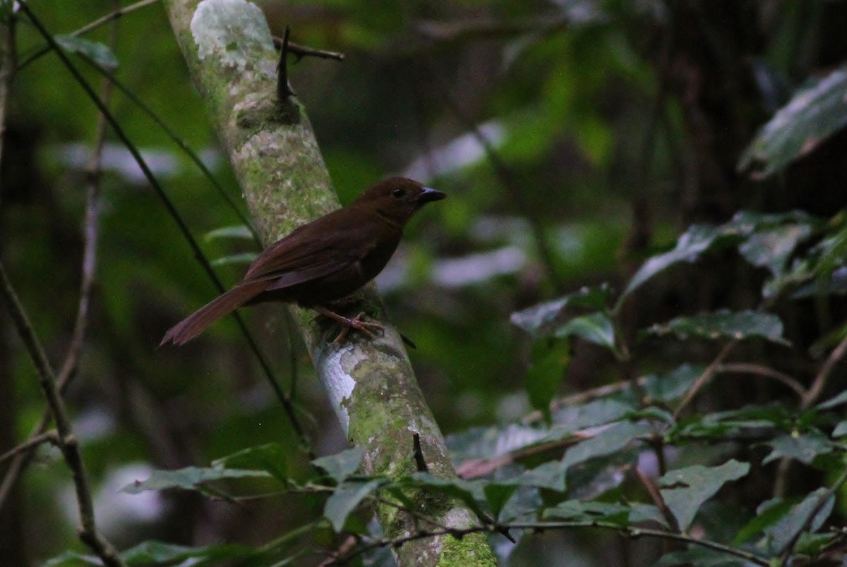 Red-crowned Ant-Tanager - ML48368431