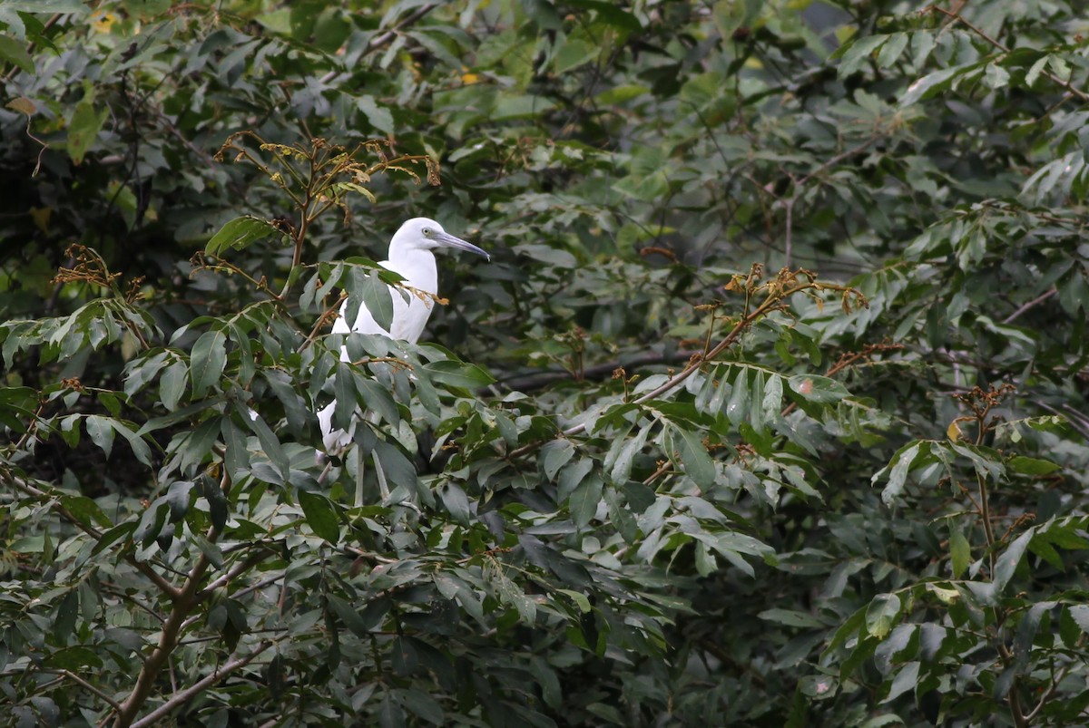 Little Blue Heron - ML48368501