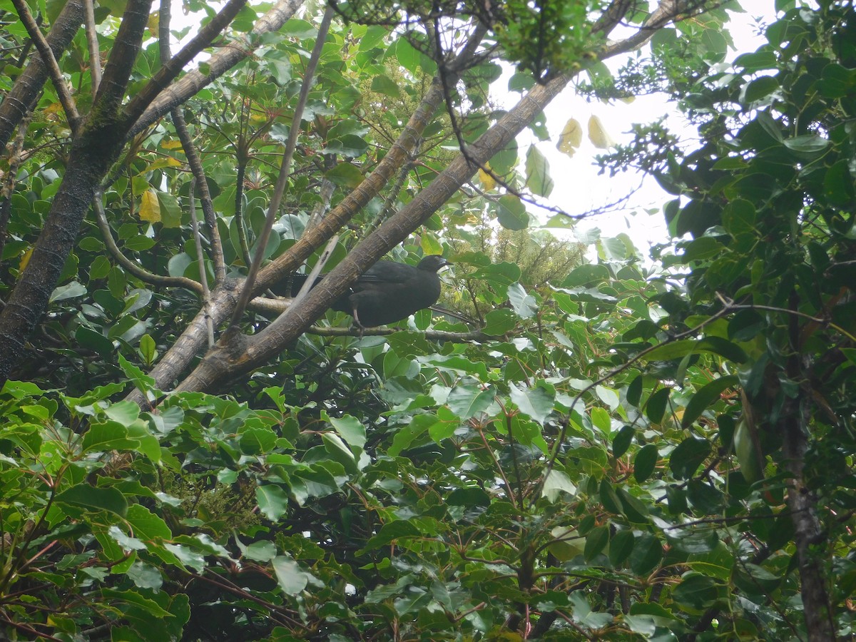 Black Guan - MSU environmental studies  Study Abroad