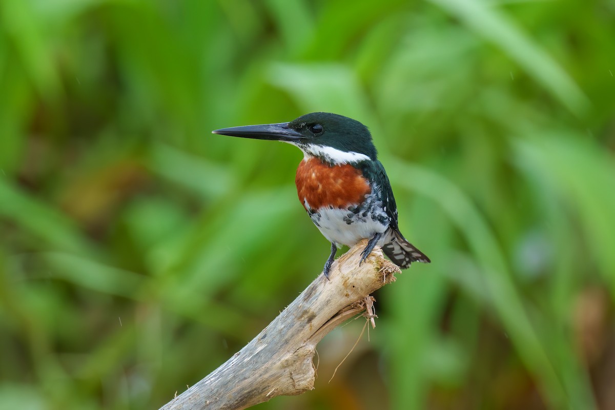 Green Kingfisher - Jeff Hapeman