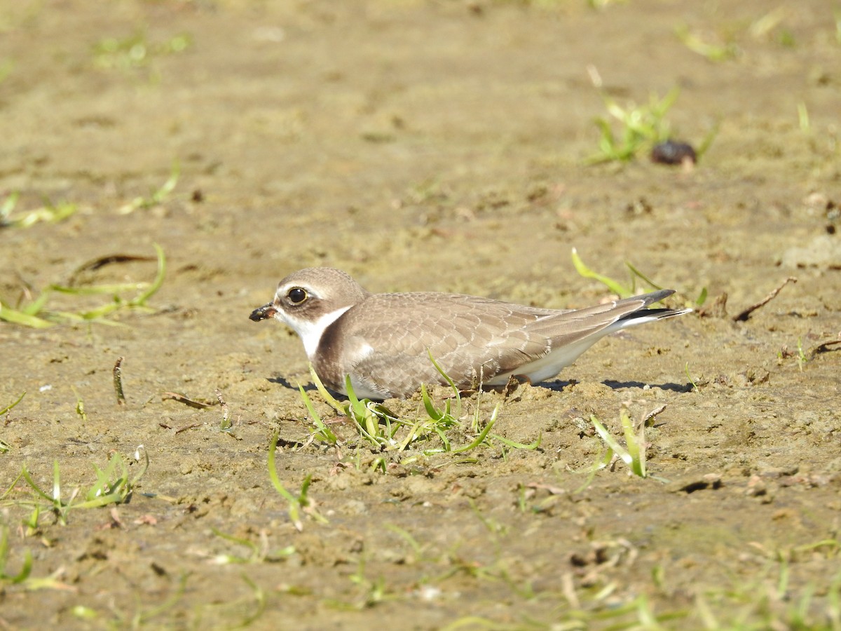 Semipalmated Plover - ML483687711