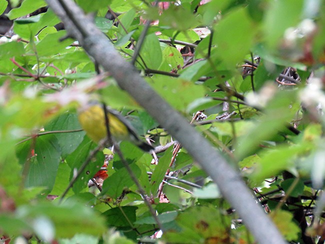 Magnolia Warbler - ML483689721