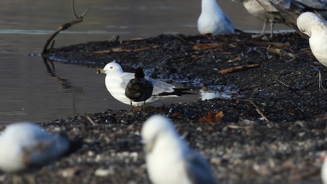 Çamurcun (carolinensis) - ML483691