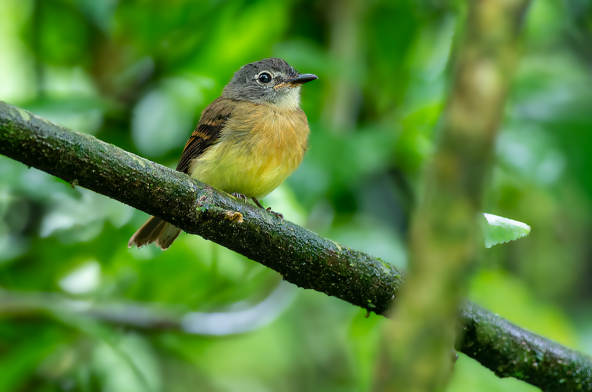 Tawny-chested Flycatcher - ML483691881