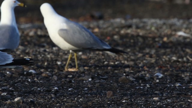 Ring-billed Gull - ML483692