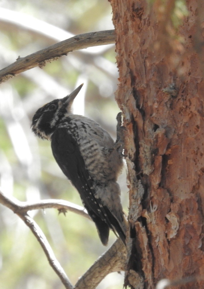 American Three-toed Woodpecker - ML483693771