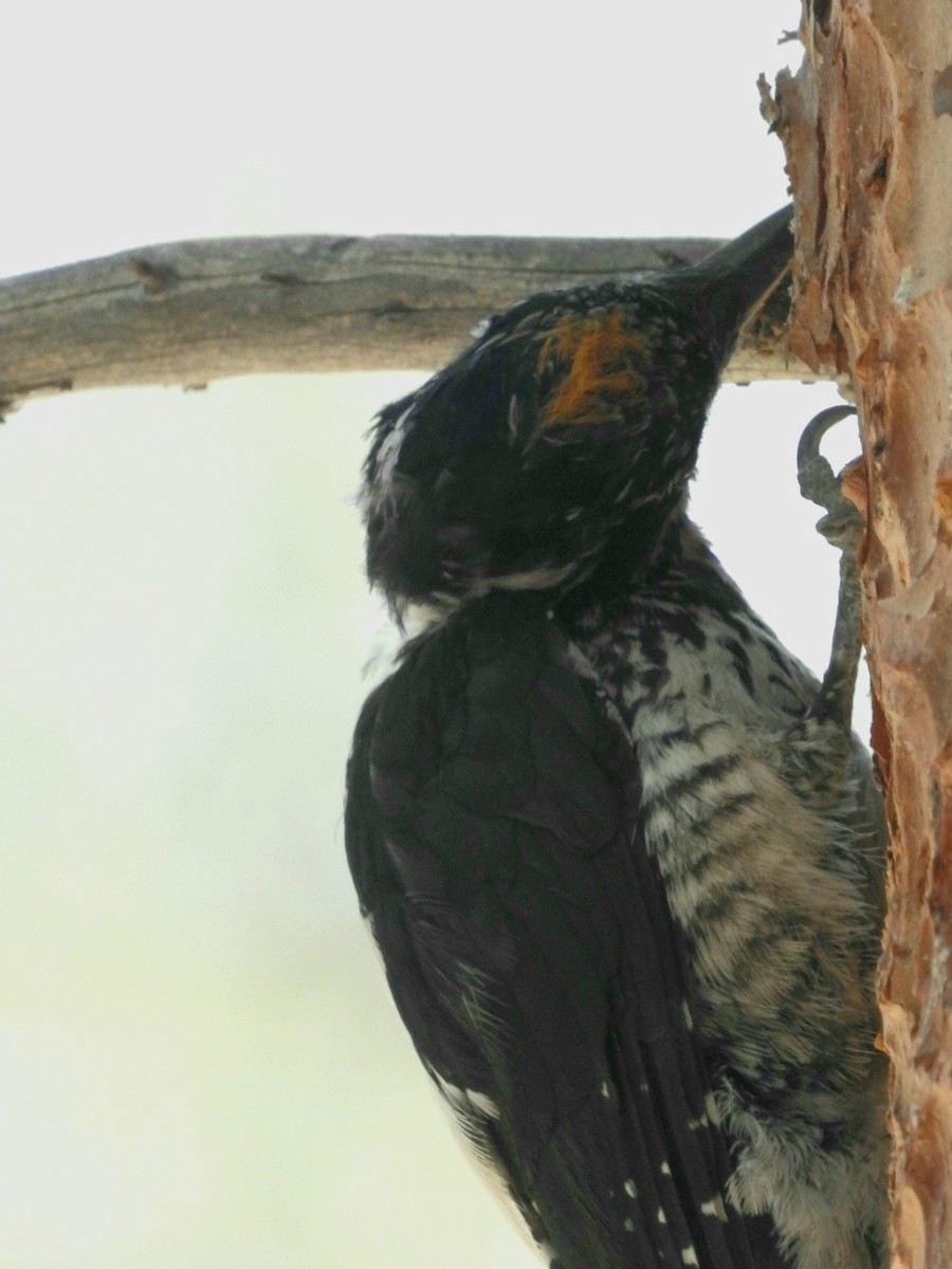 American Three-toed Woodpecker - ML483693911