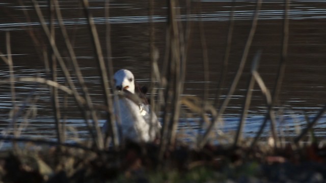 Ring-billed Gull - ML483694