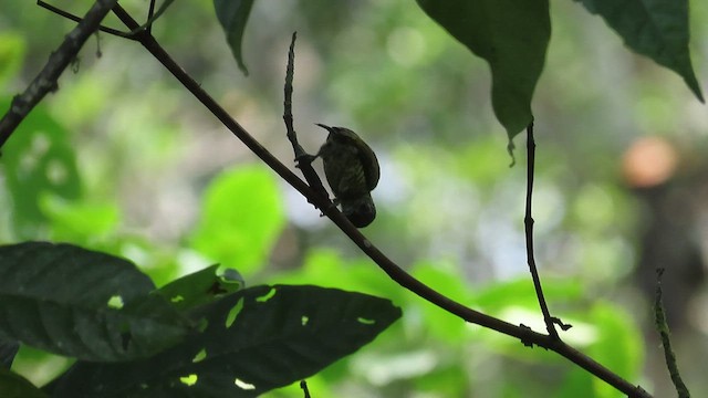 Lafresnaye's Piculet - ML483696591