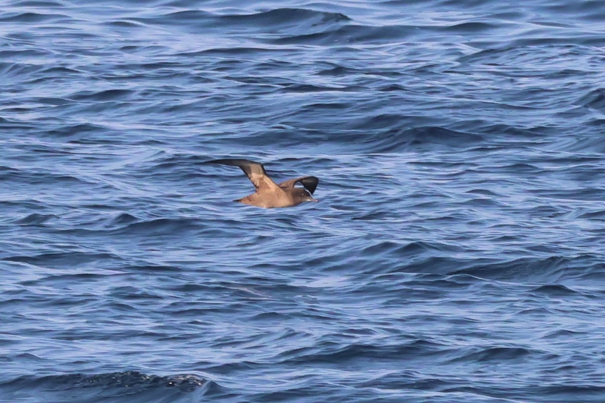 Sooty Shearwater - ML483696641