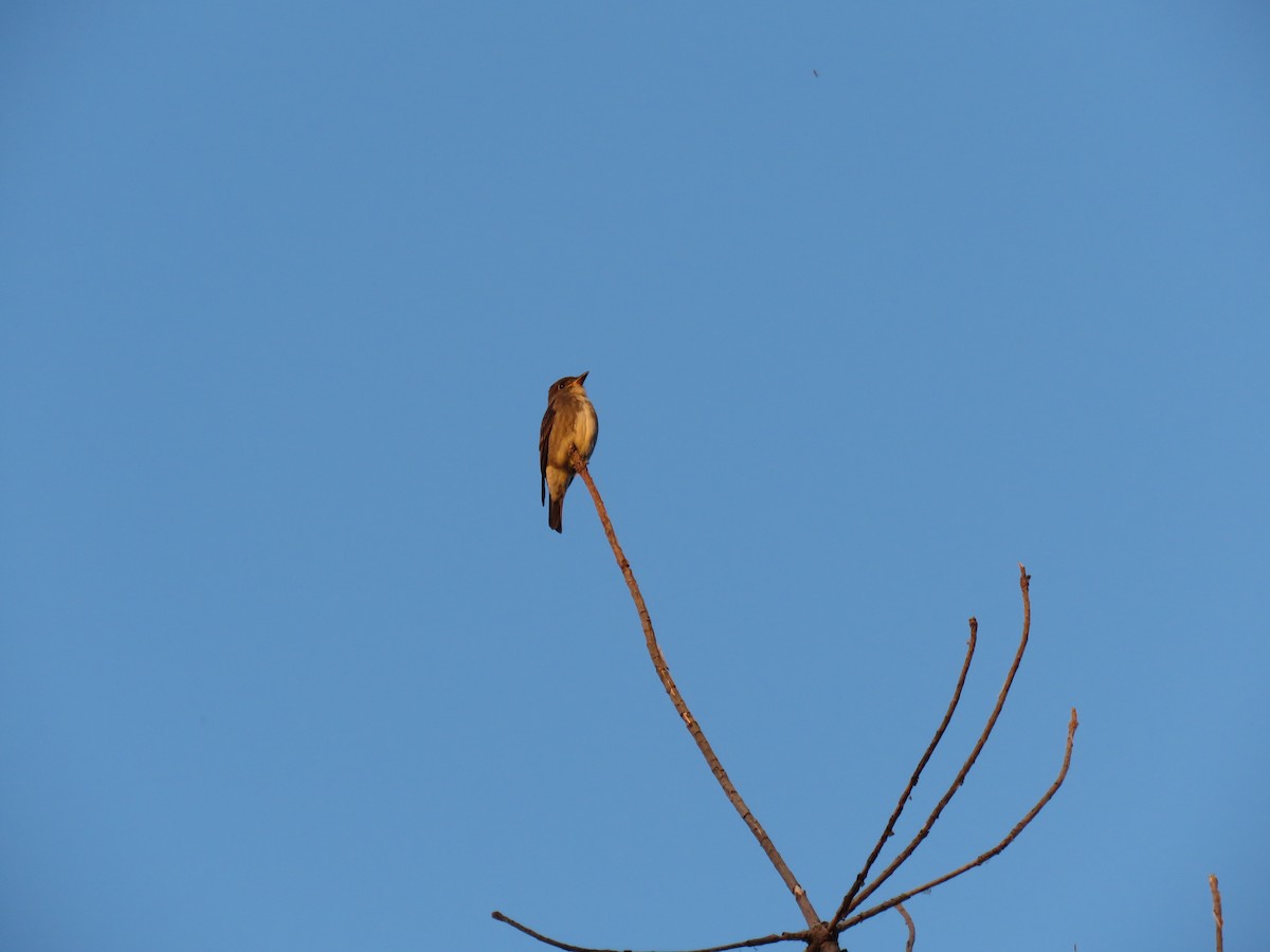 Olive-sided Flycatcher - ML483697901