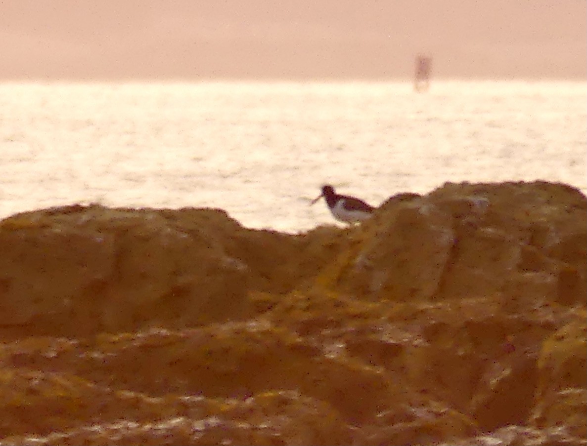 American Oystercatcher - ML483699161