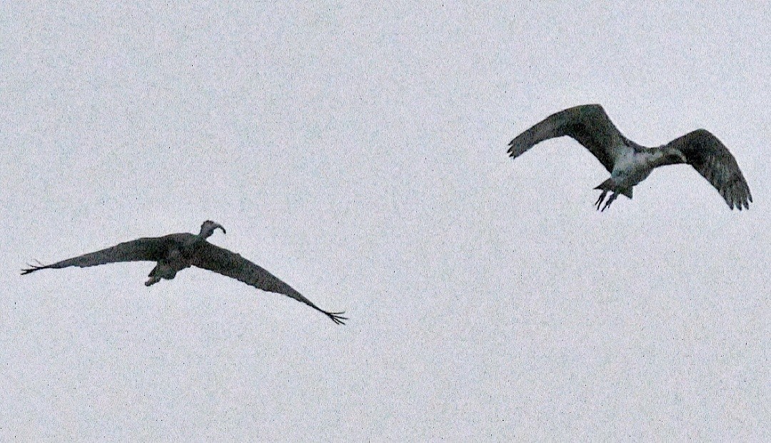 ibis bílý - ML483699331