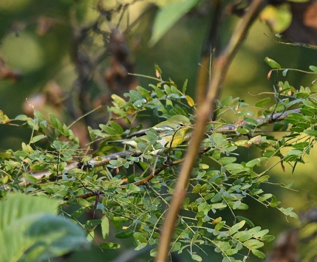 Northern Parula - Larkin Sisson