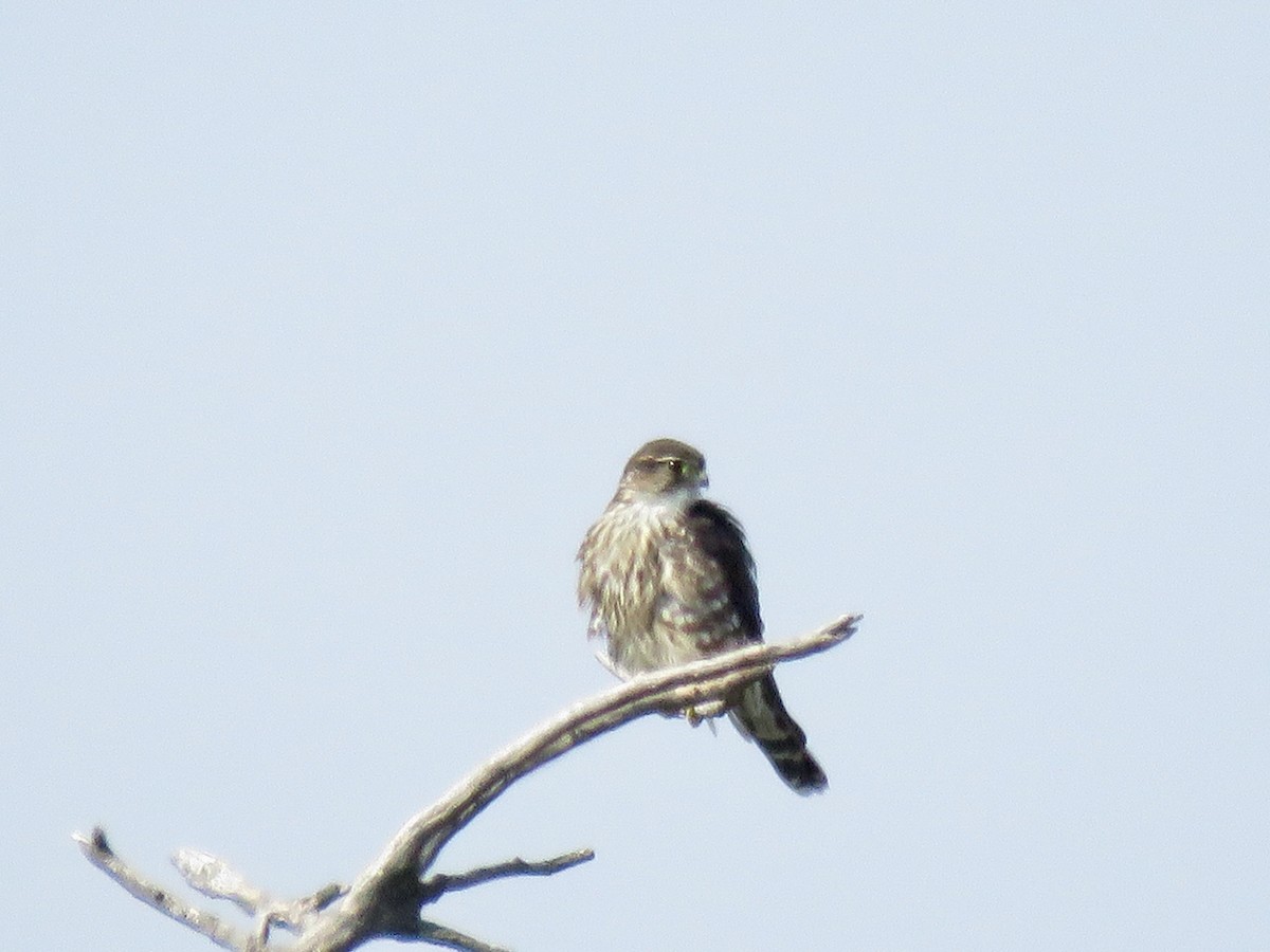 Merlin - ML483699421