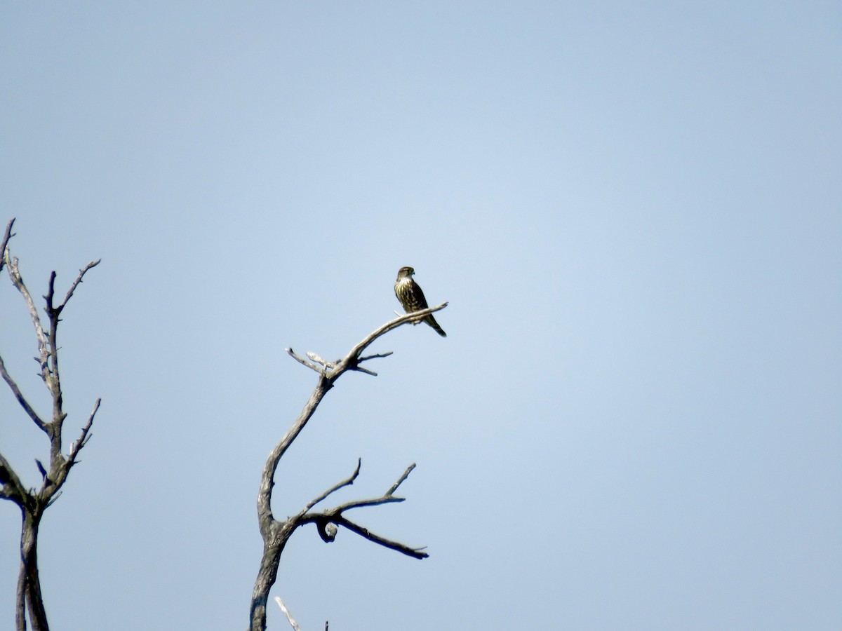 Merlin - ML483699441