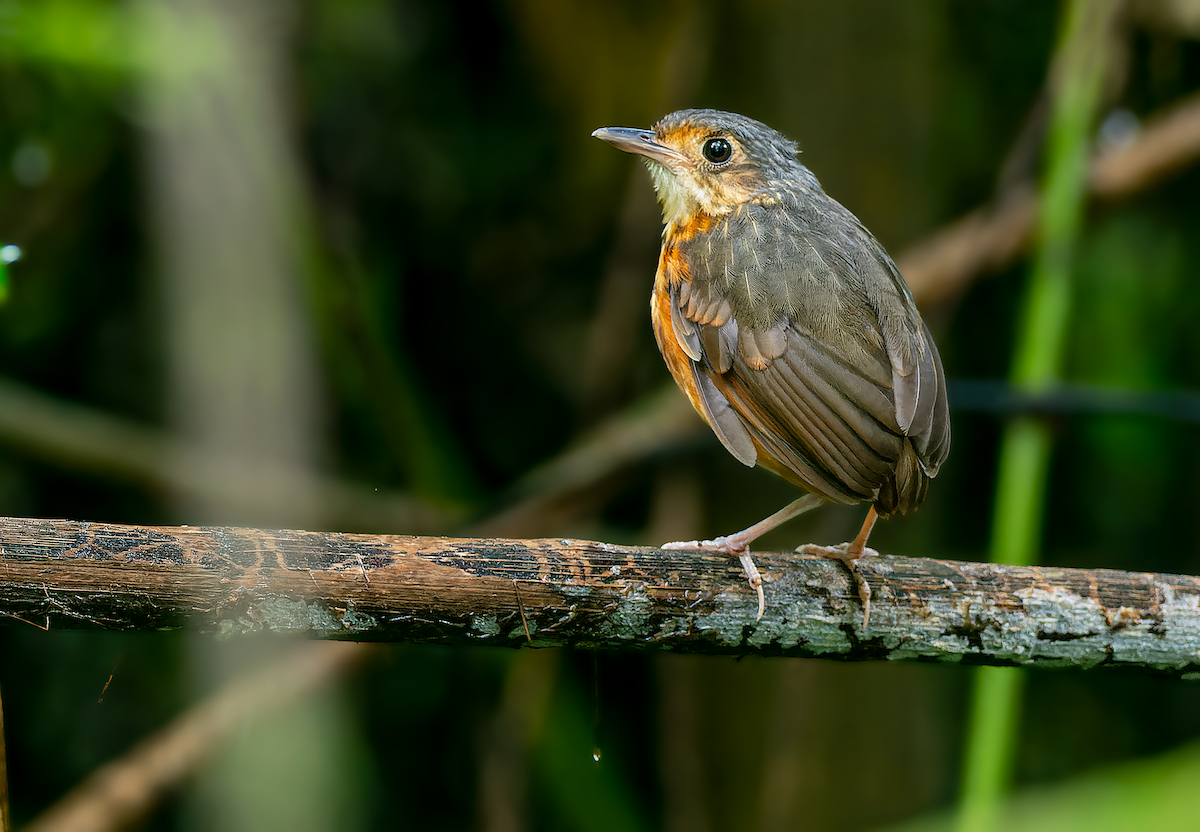 Orangeflanken-Ameisenpitta - ML483699471