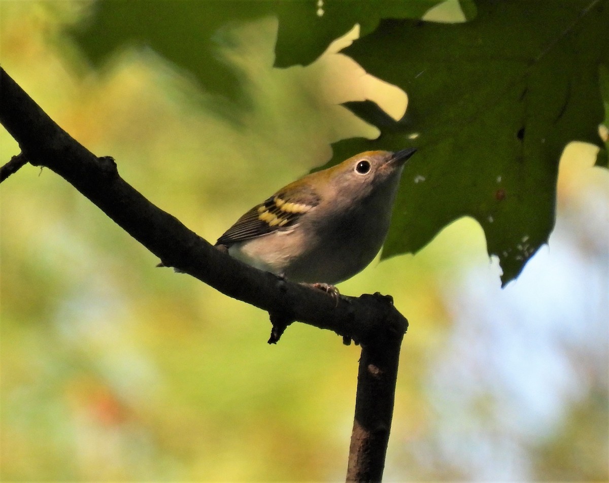 Chestnut-sided Warbler - Sara Gravatt-Wimsatt