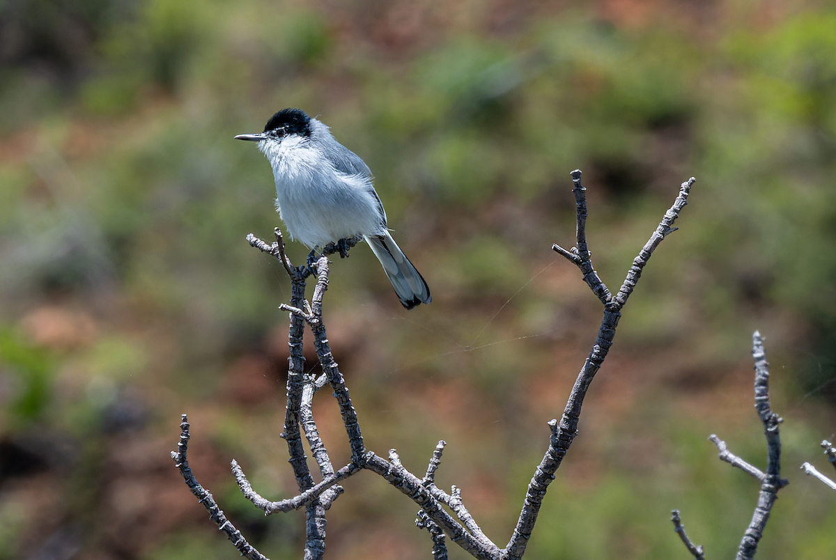 White-lored Gnatcatcher - ML483699701