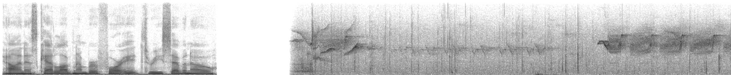 Rufous-tailed Antbird - ML48370