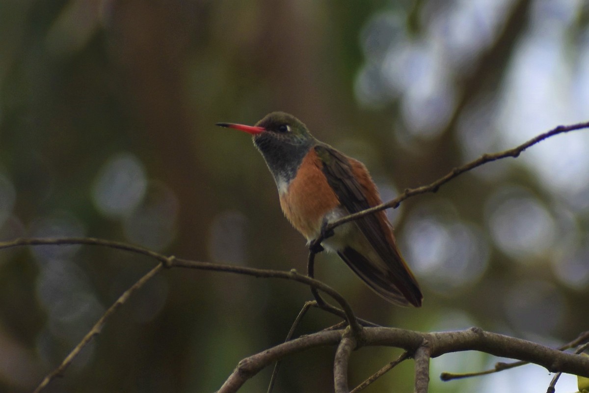 Amazilia Hummingbird - ML483701021