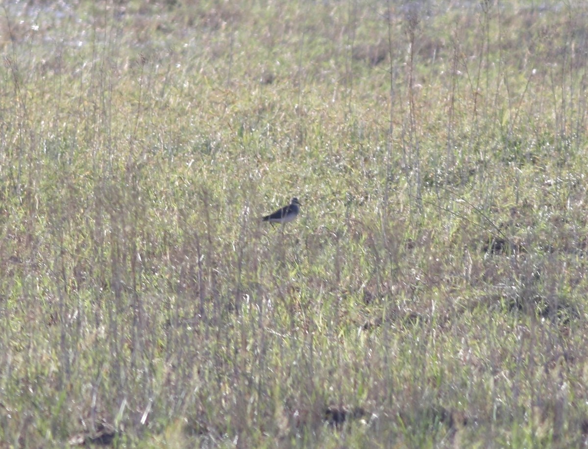 Wood Sandpiper - ML483701151