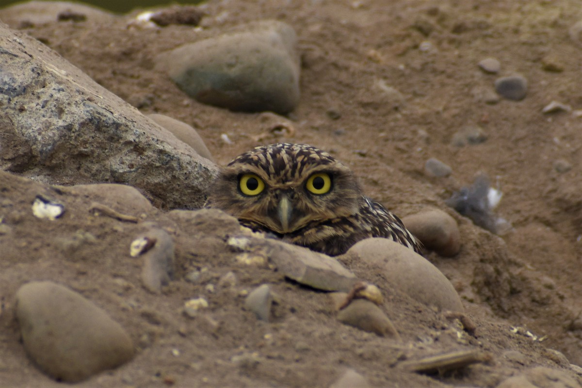 Burrowing Owl - Ricardo Carrillo
