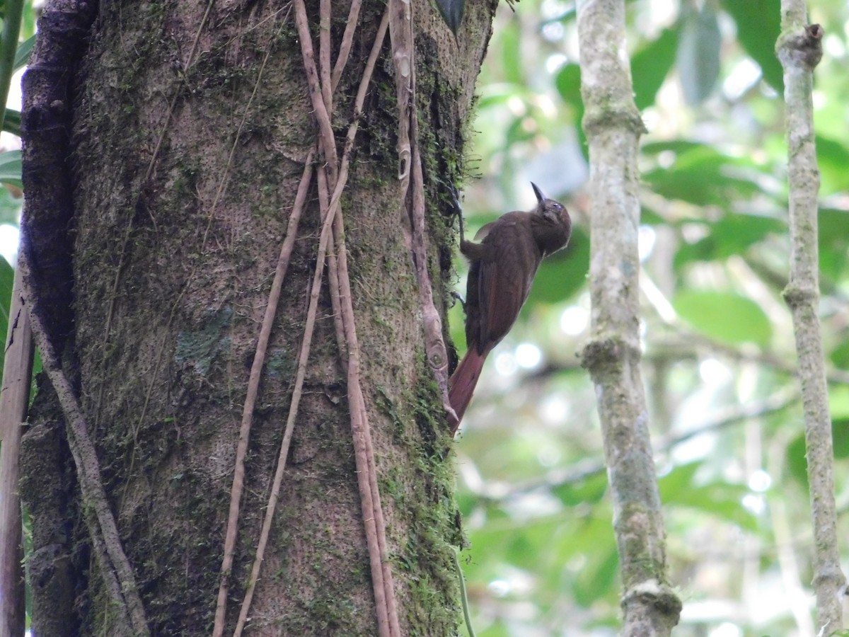 Plain-brown Woodcreeper - ML48370261