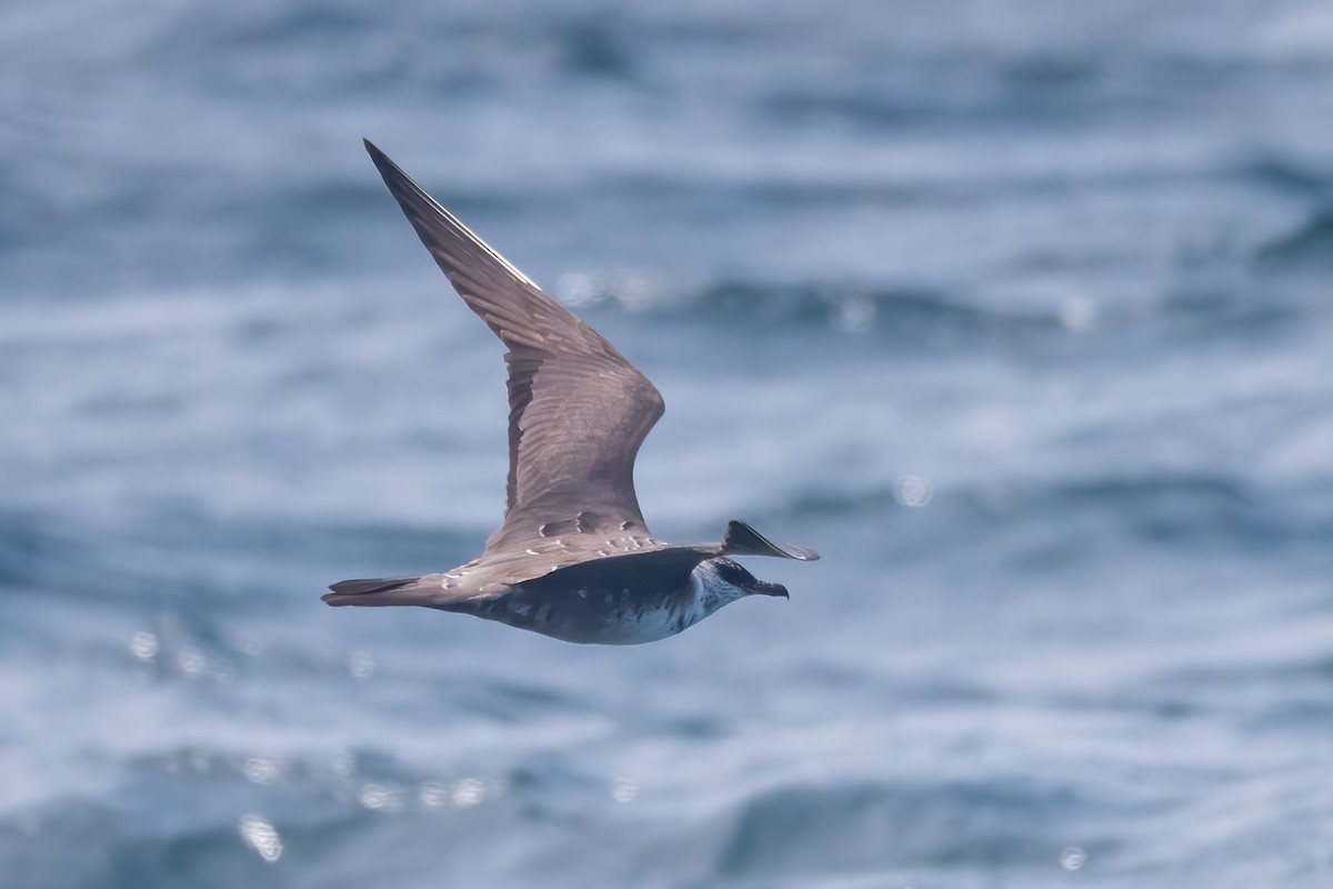 Long-tailed Jaeger - ML483703861