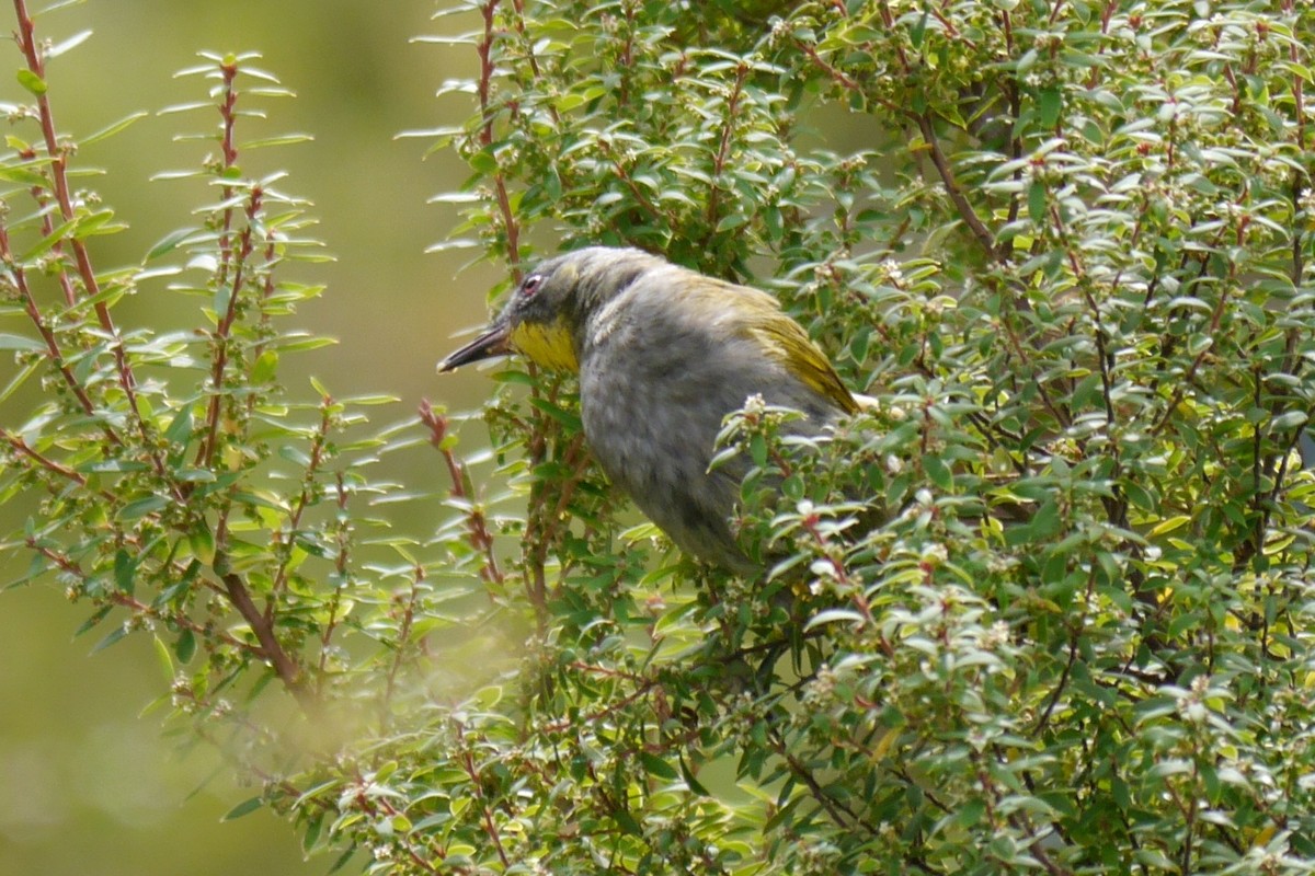 Yellow-throated Honeyeater - ML48370701