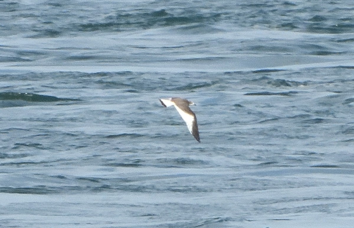 Sabine's Gull - ML483707241