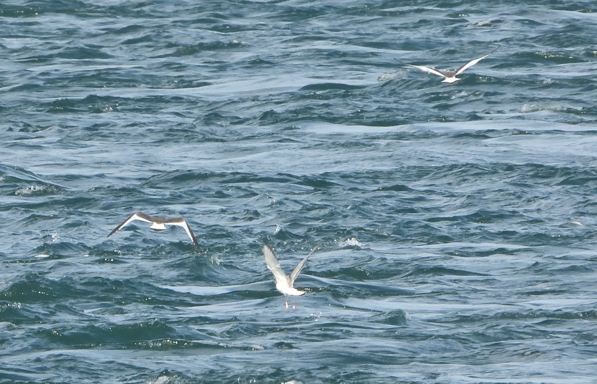 Sabine's Gull - ML483707261