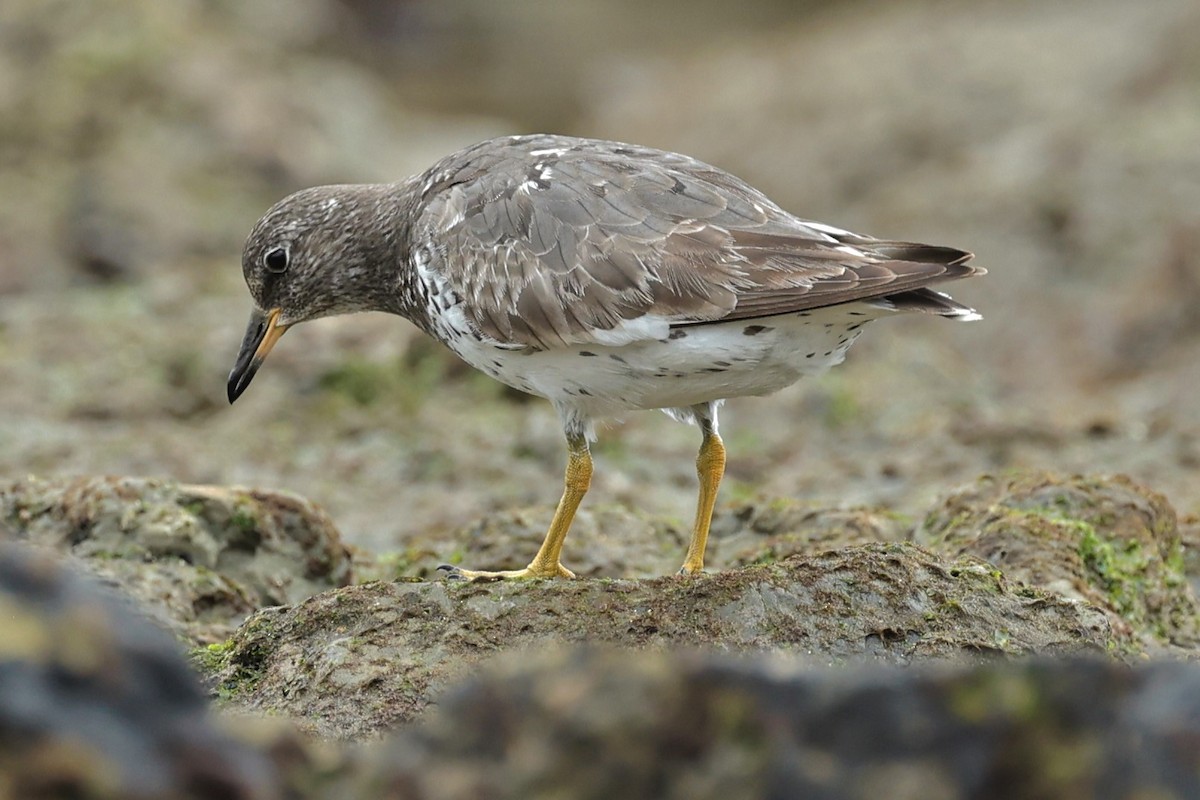 Surfbird - ML483707751