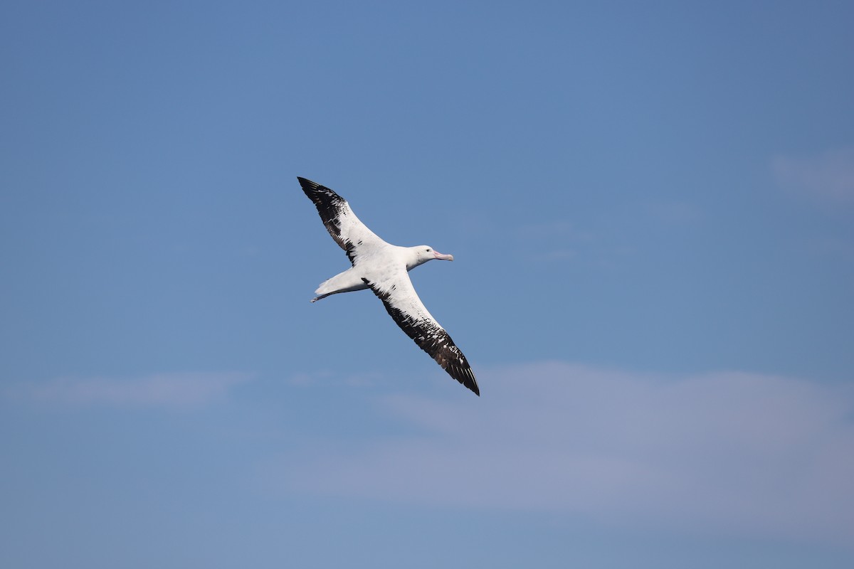 Antipodean Albatross (Gibson's) - Sophie Yang