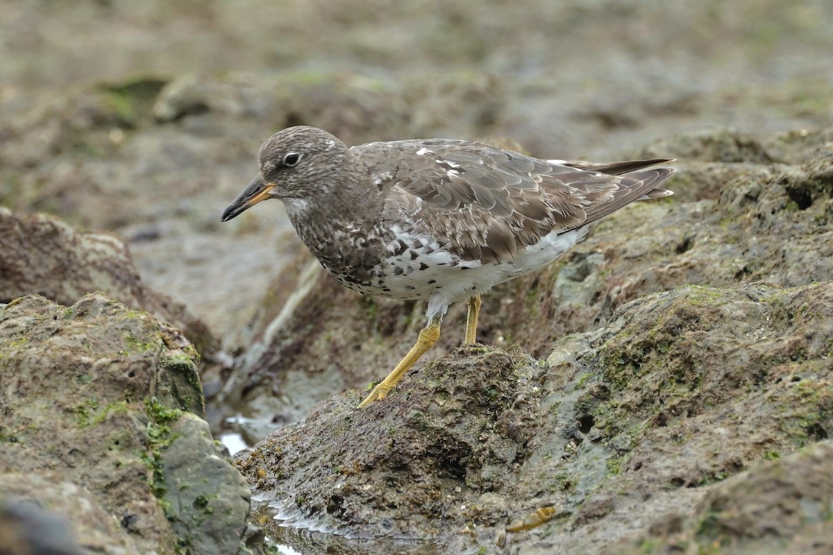 Surfbird - ML483707901